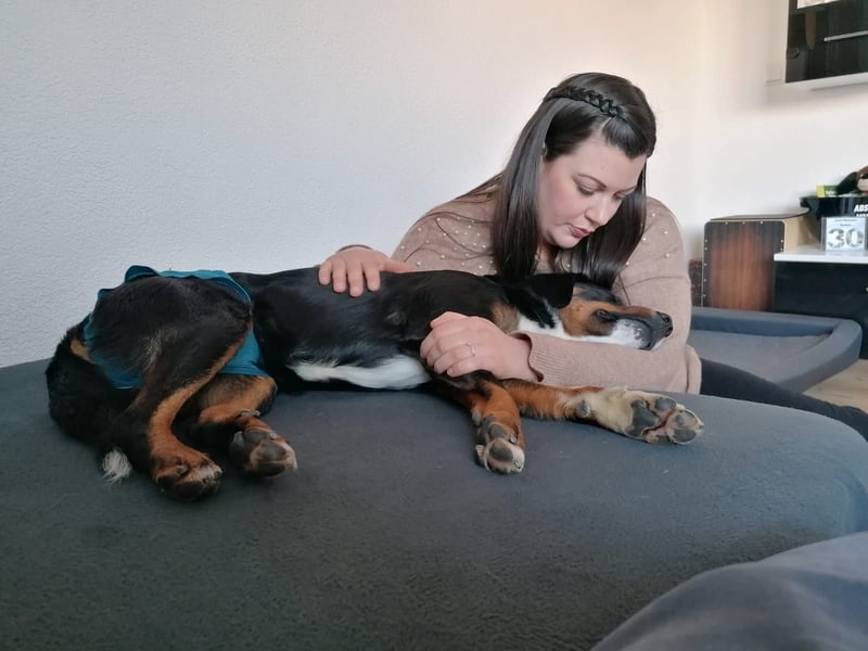 Appenzeller-Rüde Lui sucht ein neues Zuhause