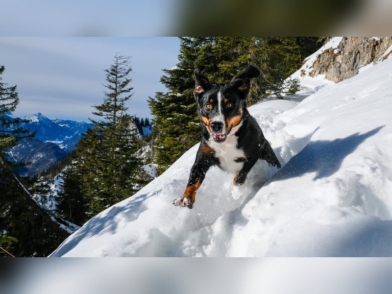Appenzeller-Rüde Lui sucht ein neues Zuhause