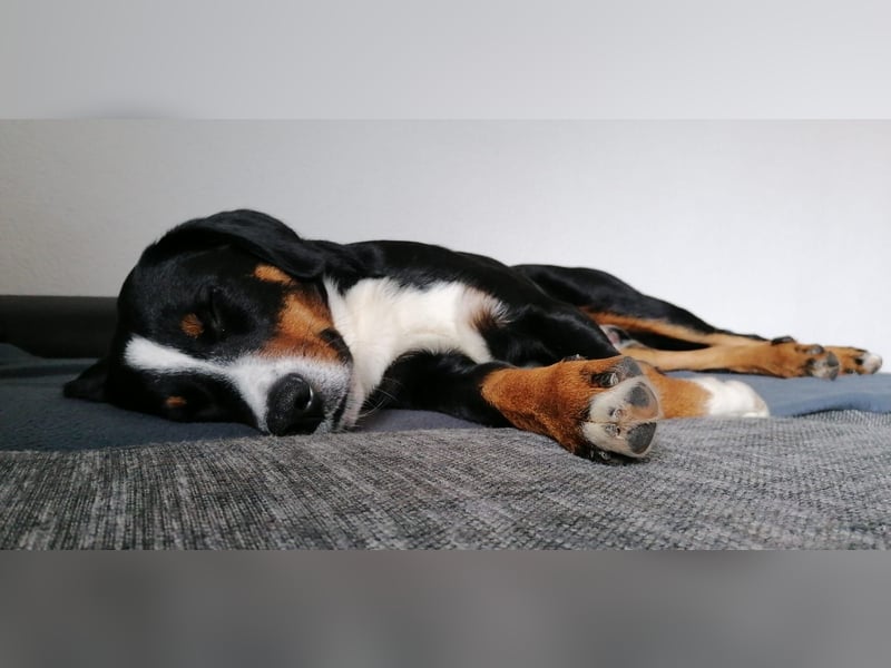 Appenzeller-Rüde Lui sucht ein neues Zuhause