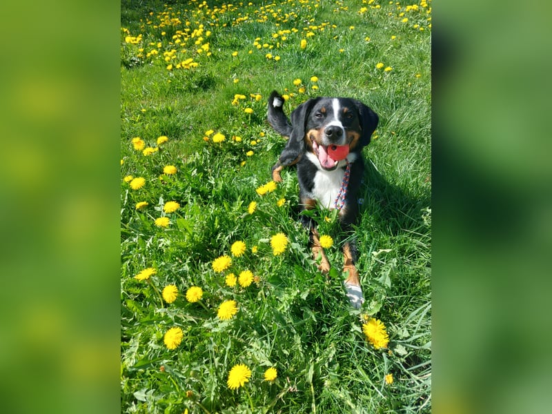 Appenzeller-Rüde Lui sucht ein neues Zuhause