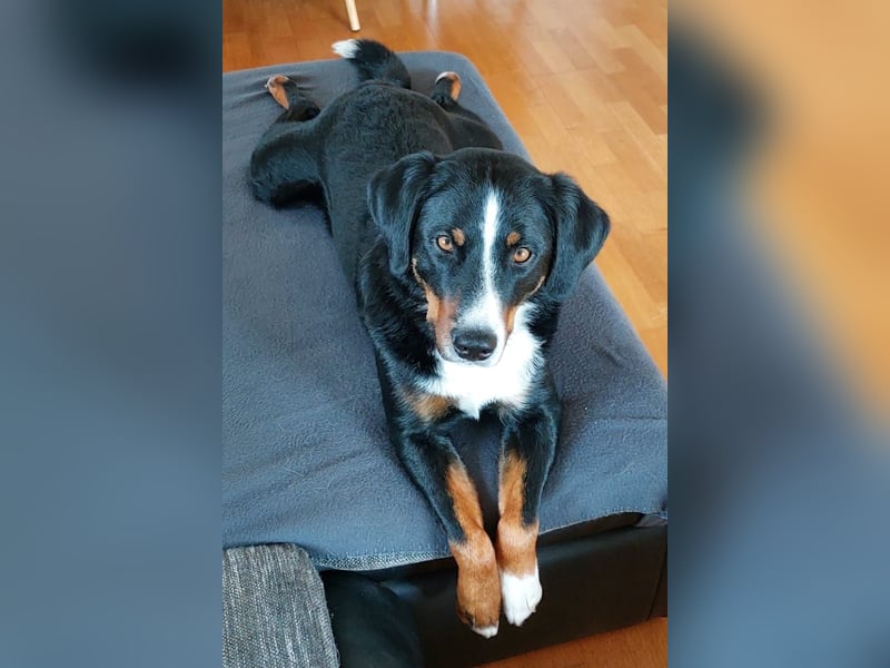 Appenzeller-Rüde Lui sucht ein neues Zuhause