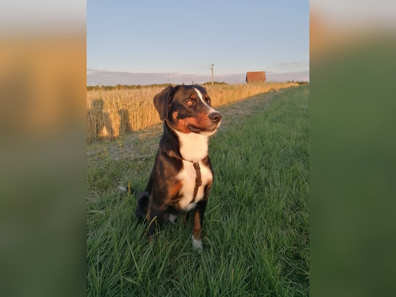 Appenzeller-Rüde Lui sucht ein neues Zuhause