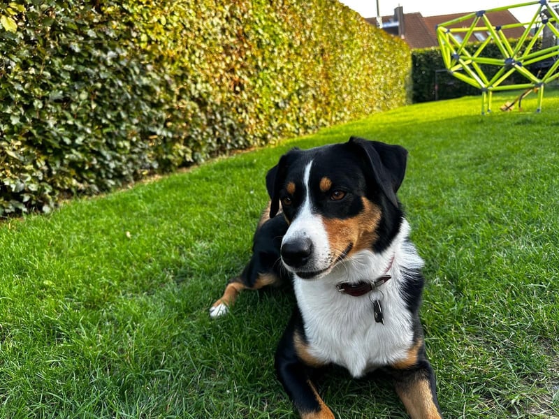 Appenzeller Sennenhündin aus Süddeutschland, 4 Jahre alt sucht Dich