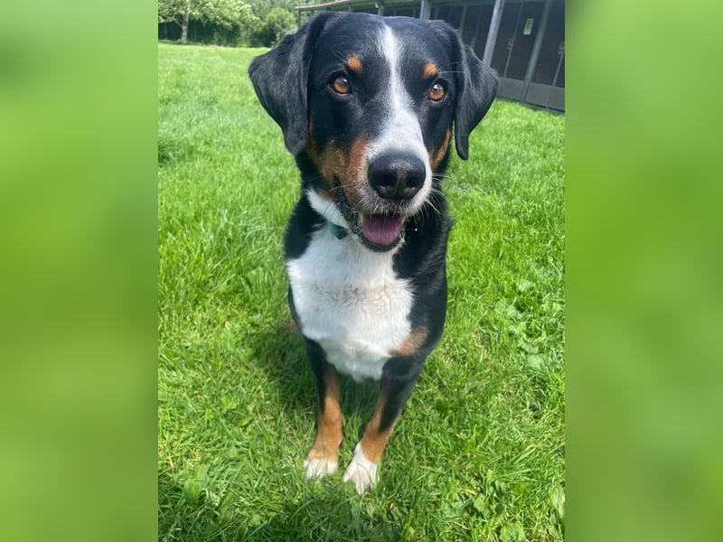 Luc, Appenzeller Sennenhund, geb. 2019, sucht hundeerfahrene Menschen