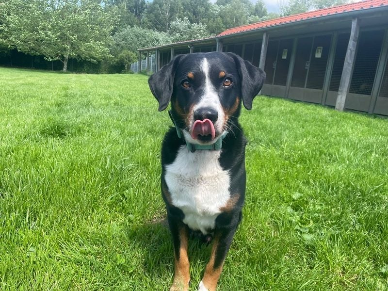 Luc, Appenzeller Sennenhund, geb. 2019, sucht hundeerfahrene Menschen