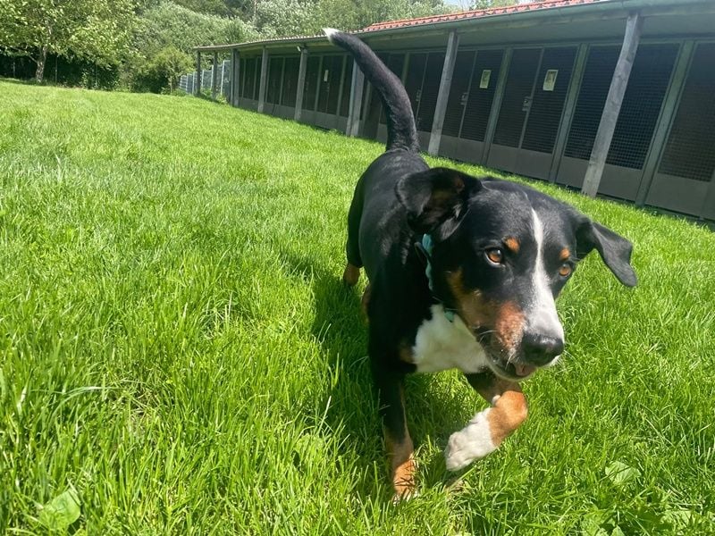 Luc, Appenzeller Sennenhund, geb. 2019, sucht hundeerfahrene Menschen