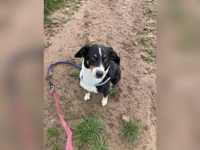 Appenzeller Hündin sucht neues Zuhause