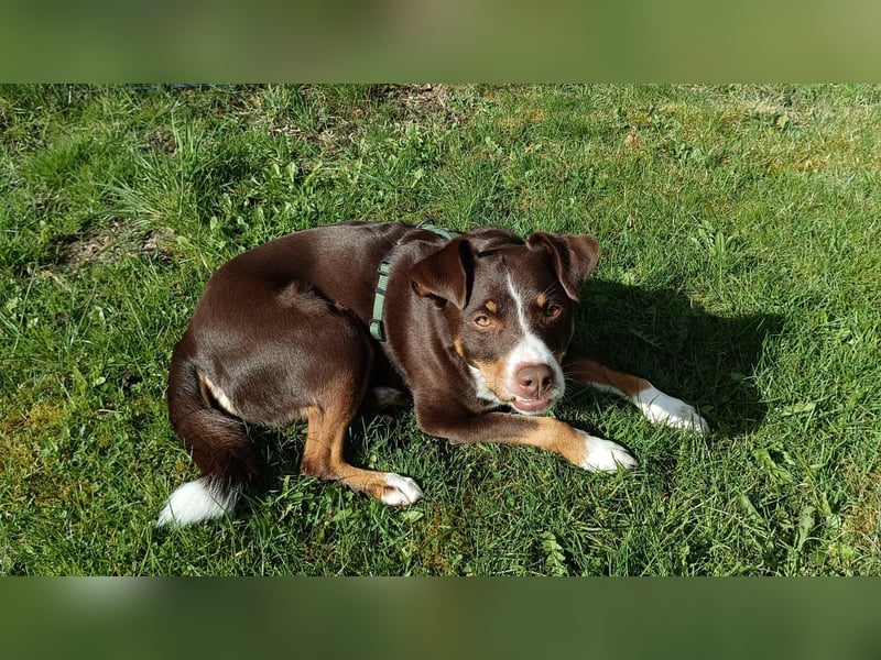 Sportliche & reisefreudige Appenzeller Sennen Hündin Luna (4 J.) sucht neues Zuhause