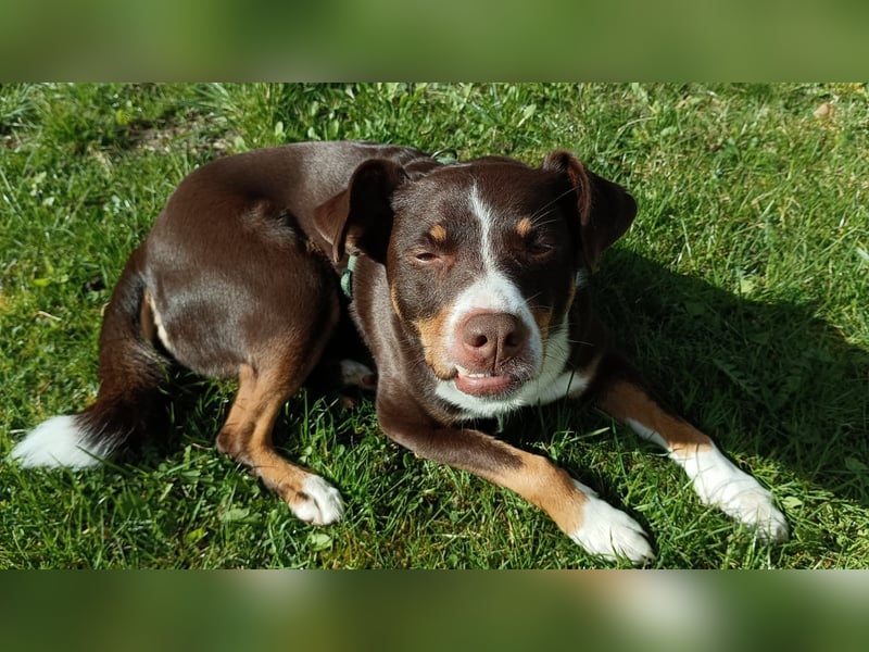  Appenzeller Sennenhund Luna (geb. 06.09.2021, 50 cm, 16 kg) sucht ein neues Zuhause!