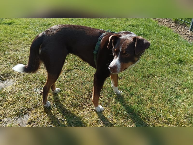 Sportliche & reisefreudige Appenzeller Sennen Hündin Luna (4 J.) sucht neues Zuhause
