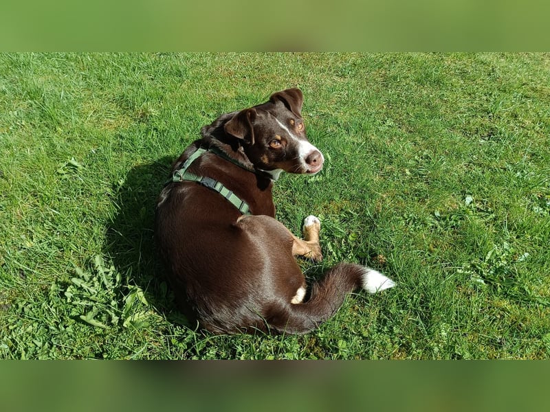 Sportliche & reisefreudige Appenzeller Sennen Hündin Luna (4 J.) sucht neues Zuhause