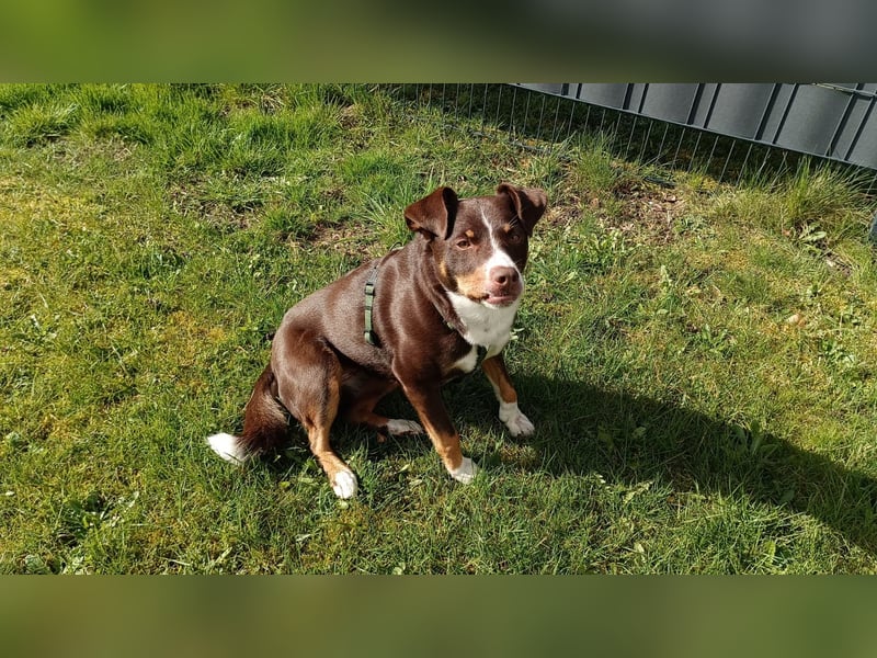 Sportliche & reisefreudige Appenzeller Sennen Hündin Luna (4 J.) sucht neues Zuhause