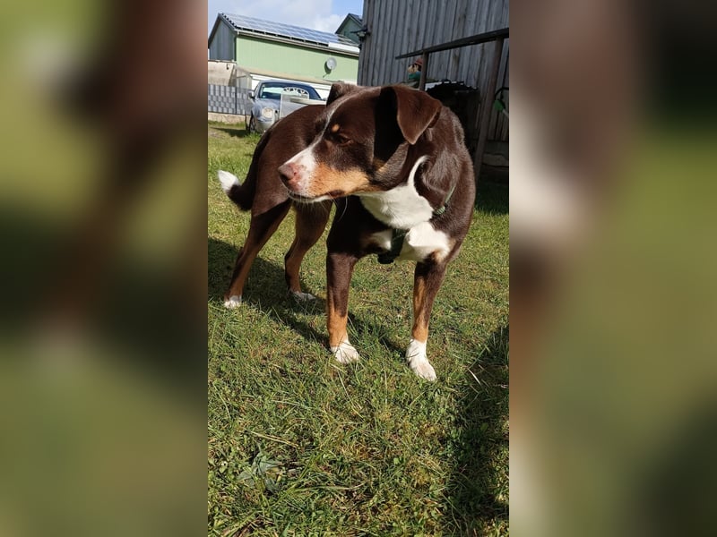  Appenzeller Sennenhund Luna (geb. 06.09.2021, 50 cm, 16 kg) sucht ein neues Zuhause!