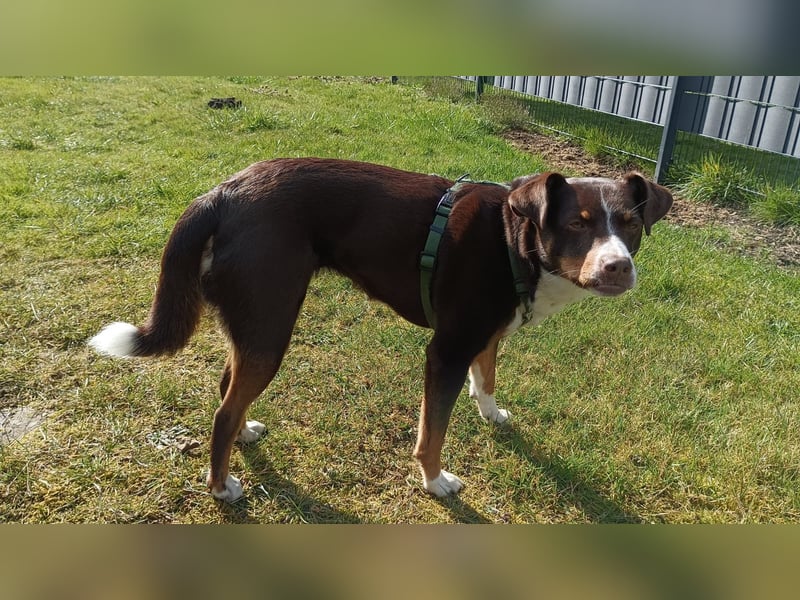  Appenzeller Sennenhund Luna (geb. 06.09.2021, 50 cm, 16 kg) sucht ein neues Zuhause!