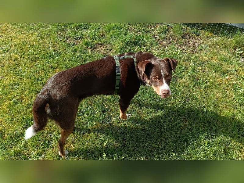 Sportliche & reisefreudige Appenzeller Sennen Hündin Luna (4 J.) sucht neues Zuhause