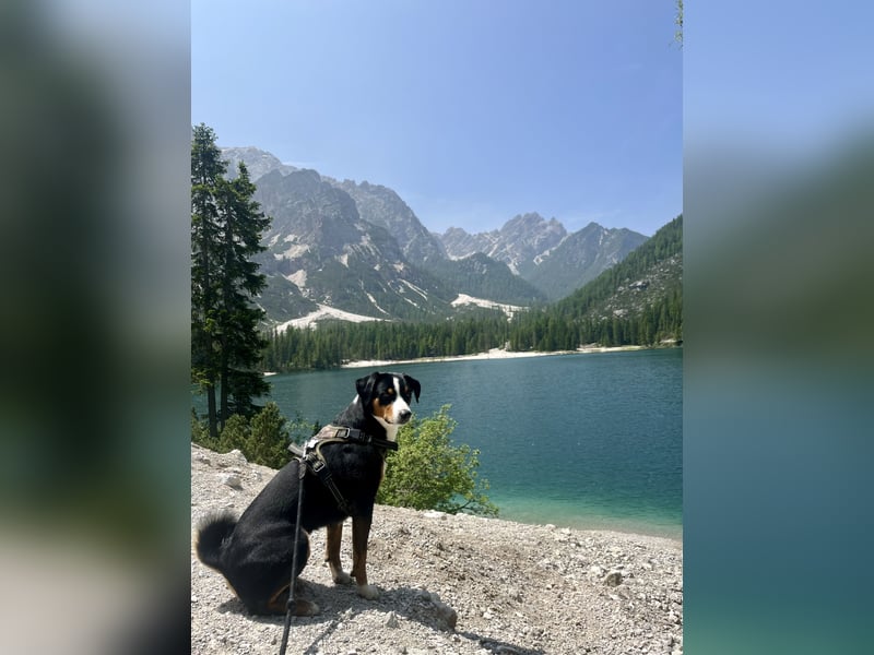 Appenzeller Sennenhund Deckrüde