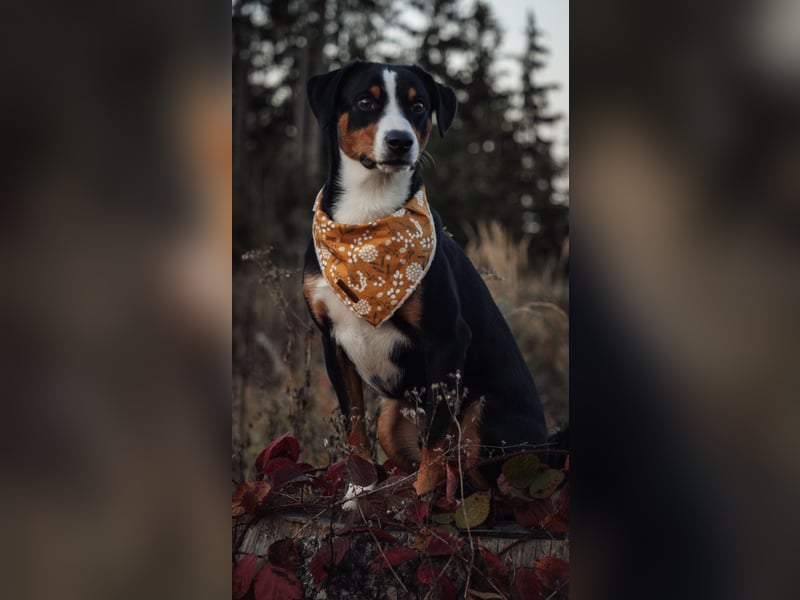 Appenzeller Sennenhund Deckrüde