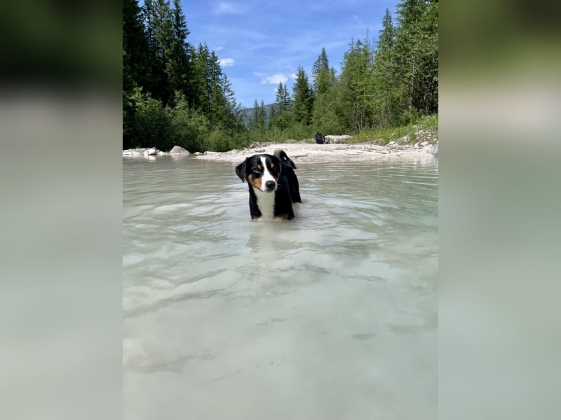 Appenzeller Sennenhund Deckrüde