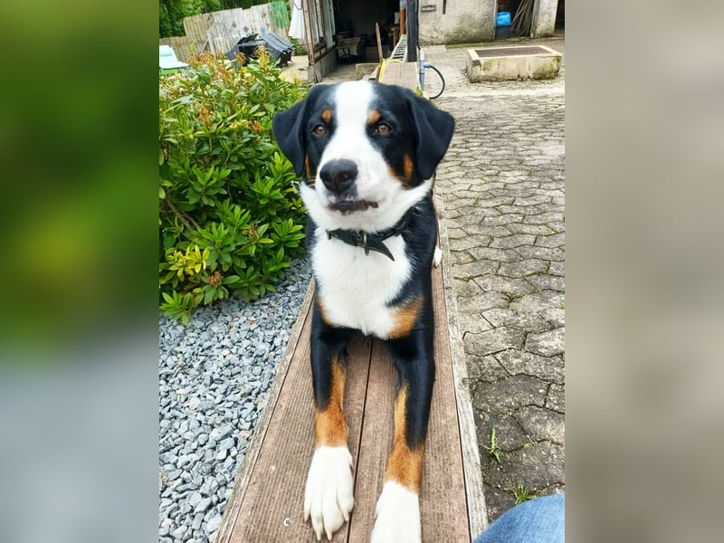 Appenzeller Sennenhund Deckrüde