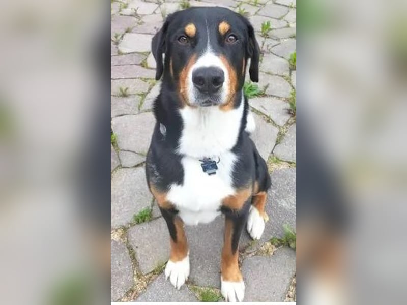 Appenzeller Sennenhund Deckrüde