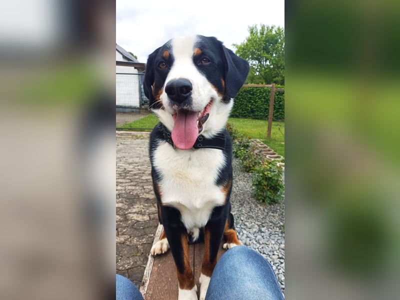 Appenzeller Sennenhund Deckrüde
