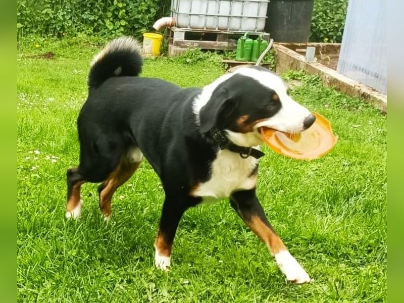 Appenzeller Sennenhund Deckrüde