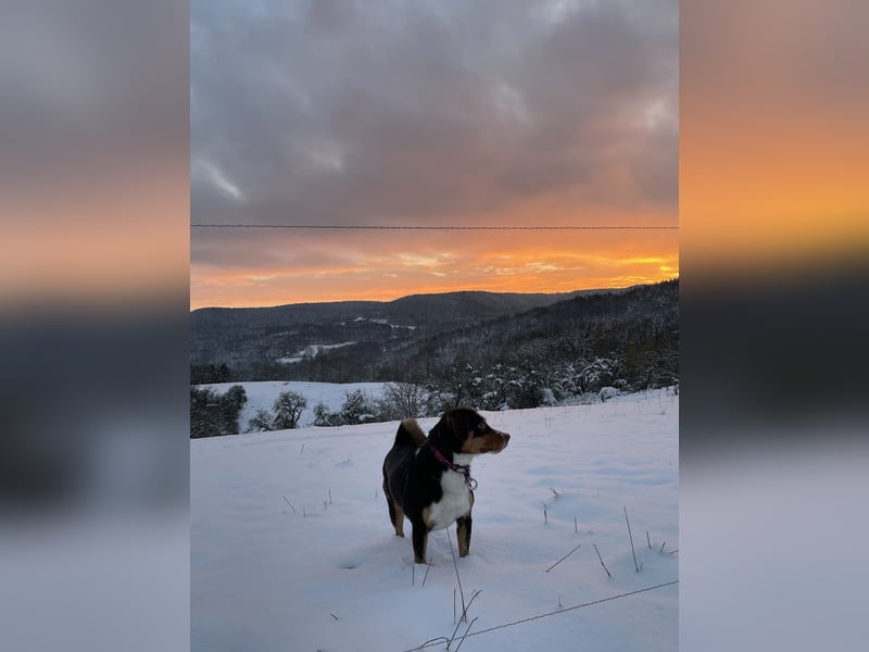 Appenzeller Sennenhund