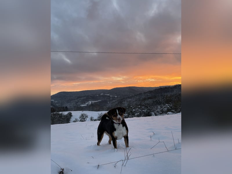 Appenzeller Sennenhund