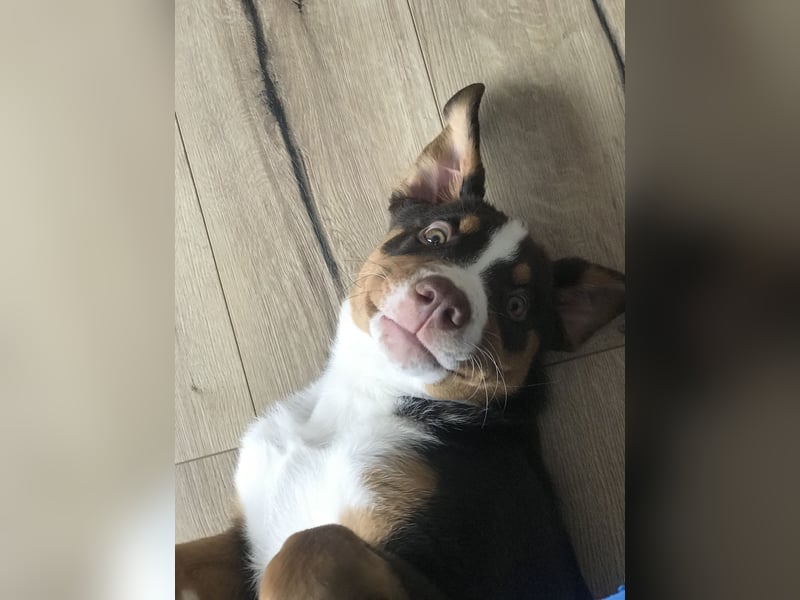 Appenzeller Sennenhund