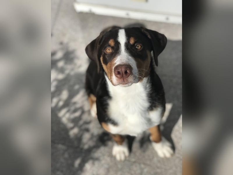 Appenzeller Sennenhund