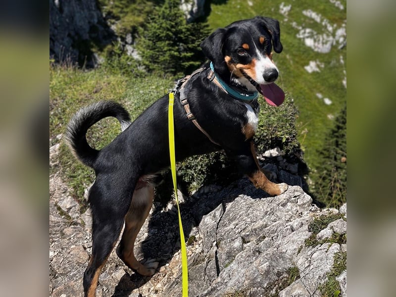 Fröhlicher Appenzeller Sennenhund Rocco wartet in 74214 Schöntal auf seine hundeerfahrenen Menschen.