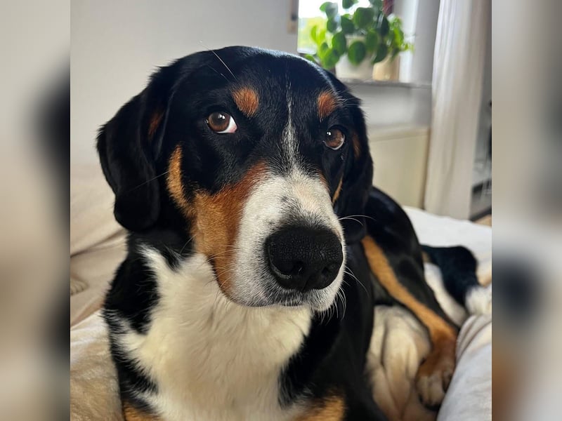 Fröhlicher Appenzeller Sennenhund Rocco wartet in 74214 Schöntal auf seine hundeerfahrenen Menschen.