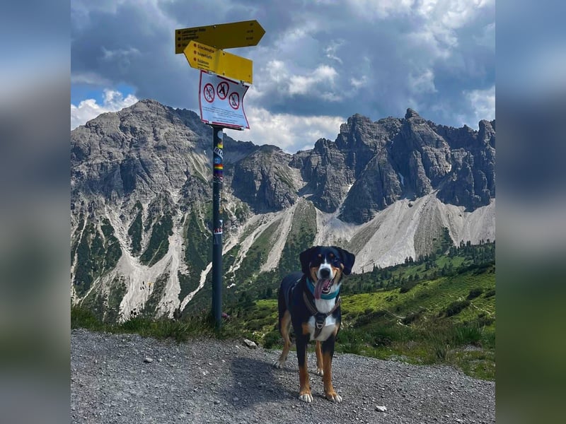 Fröhlicher Appenzeller Sennenhund Rocco wartet in 74214 Schöntal auf seine hundeerfahrenen Menschen.