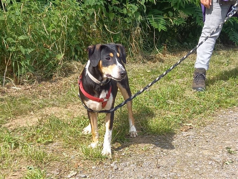 Junghund Rüde "Oliver" sucht neue Familie