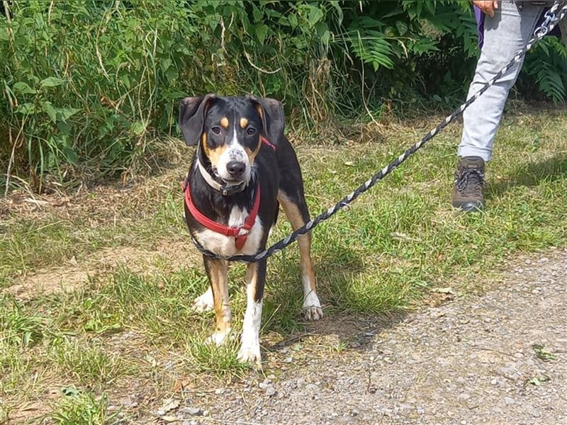 Junghund Rüde "Oliver" sucht neue Familie