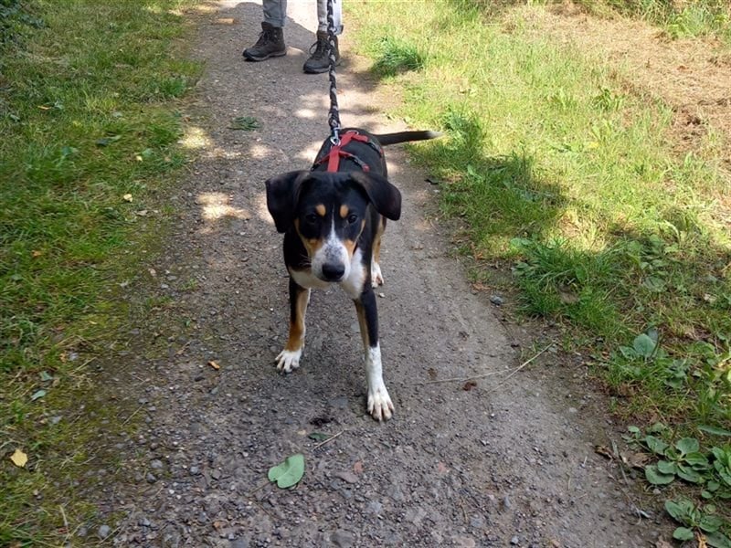 Junghund Rüde "Oliver" sucht neue Familie