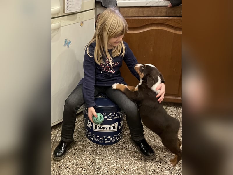 Rassereine Appenzeller Sennenhunde in havannabraun und schwarz aus Familieaufzucht mit Stammbaum