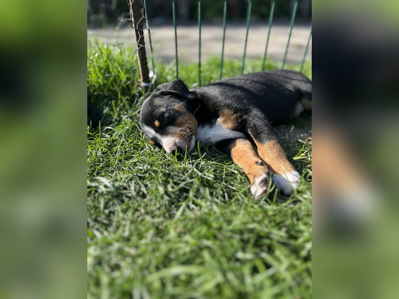 Appenzeller Sennenhund Welpen