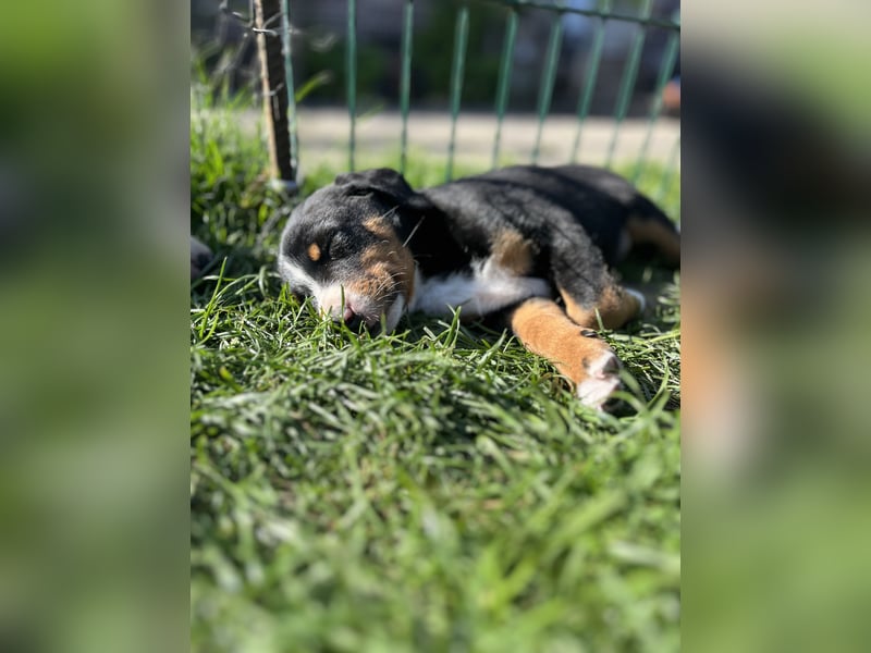 Appenzeller Sennenhund Welpen