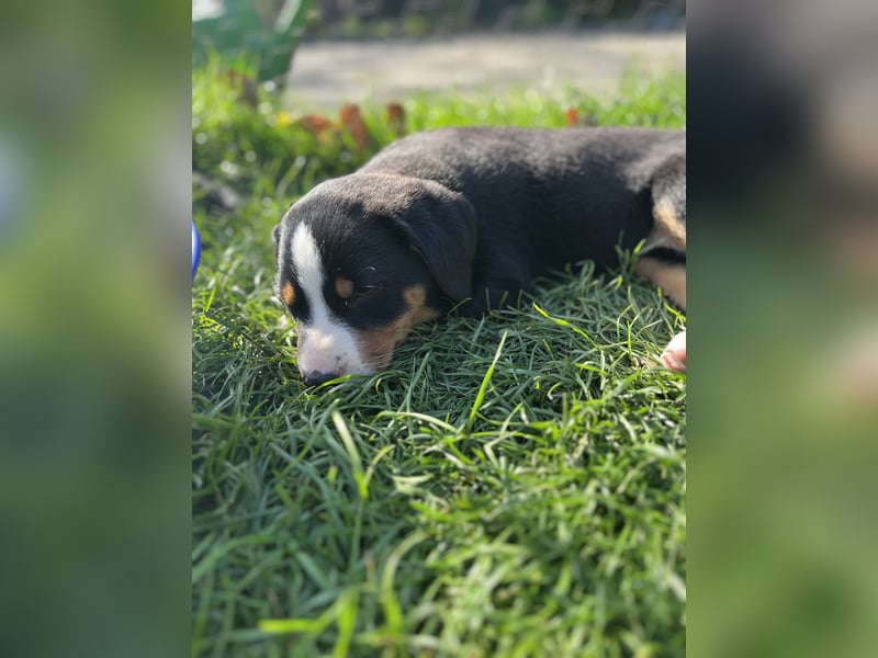 Appenzeller Sennenhund Welpen