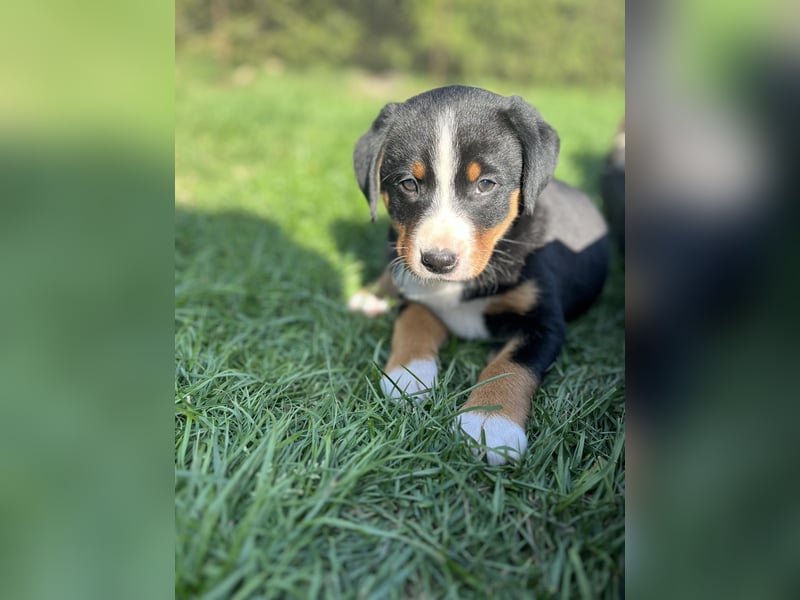 Appenzeller Sennenhund Welpen