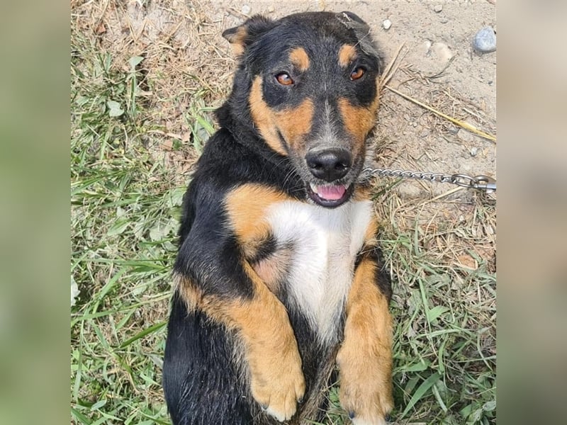 Tomo ein Hund der zum Lachen bringt
