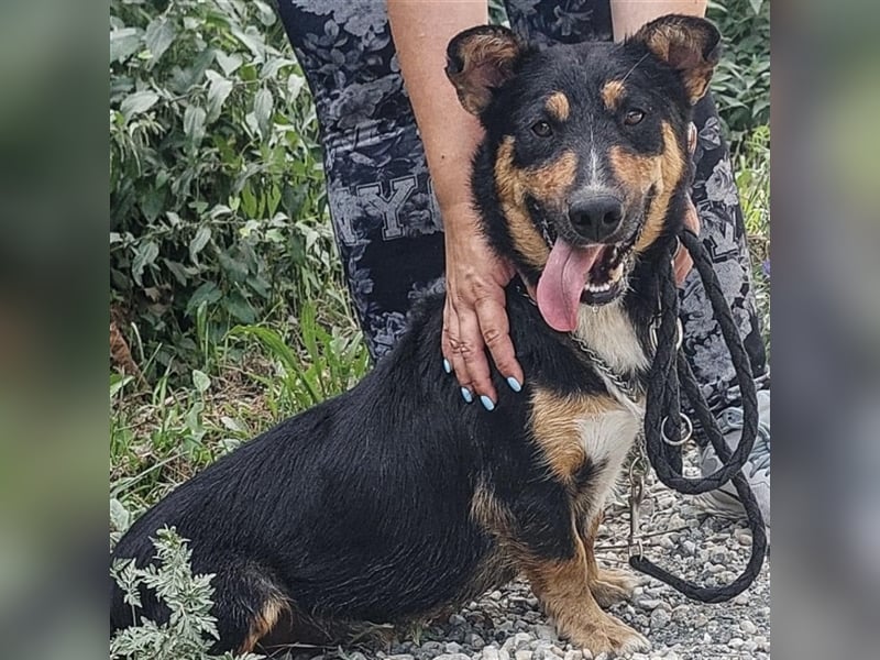 Tomo ein Hund der zum Lachen bringt