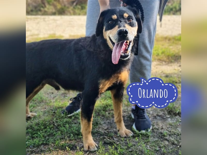 Orlando ein feiner Bub