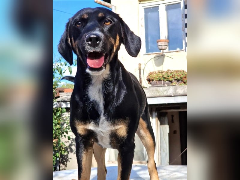 „Toni“, ca. 2021 geboren, sehr lieb, offen, menschenbezogen, gut verträglich