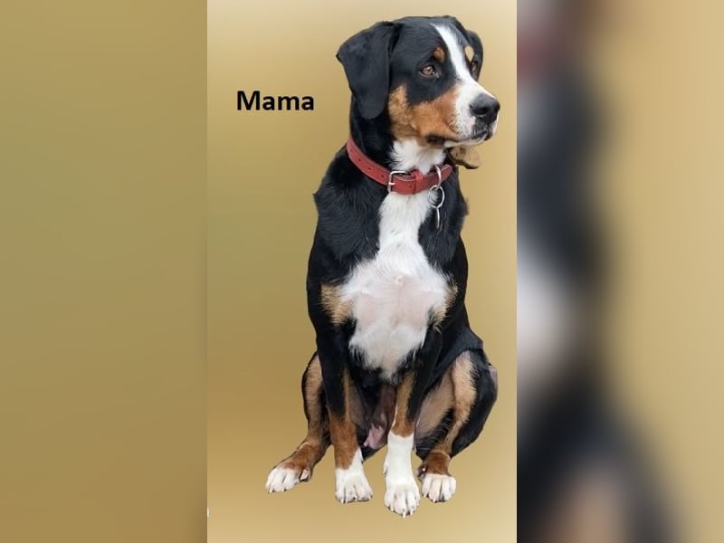 Appenzeller Sennenhund Deckrüde