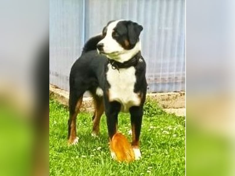 Appenzeller Sennenhund Deckrüde