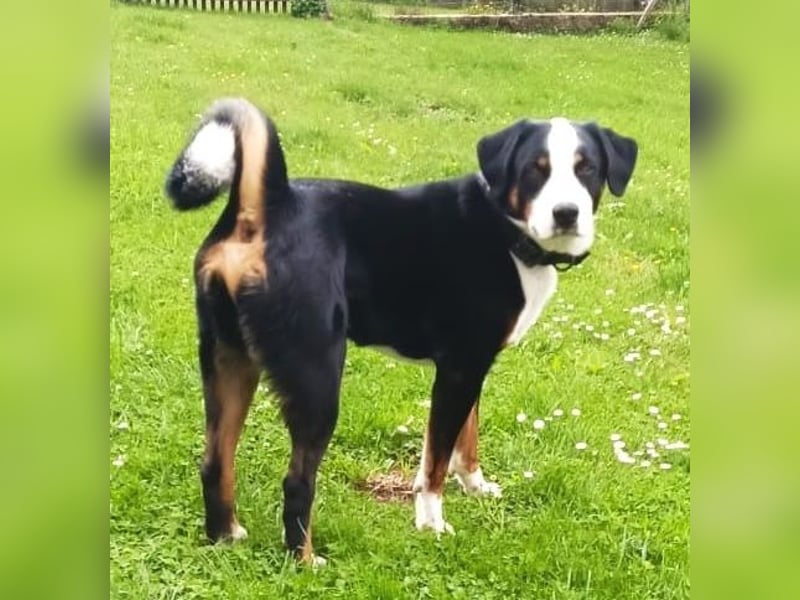 Appenzeller Sennenhund Deckrüde