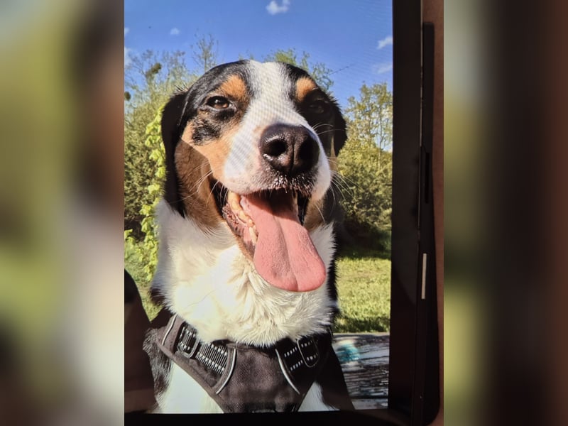Appenzeller  Sennenhund sucht liebevolles Zuhause