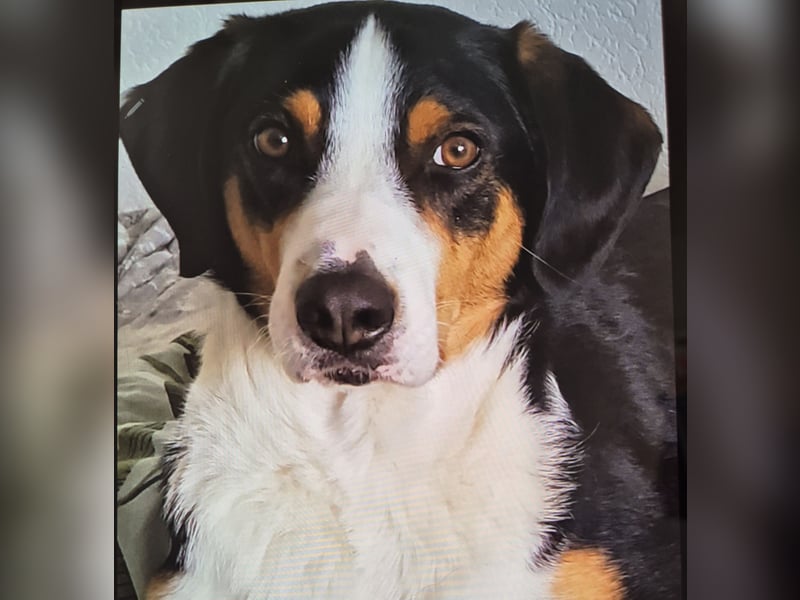 Appenzeller  Sennenhund sucht liebevolles Zuhause